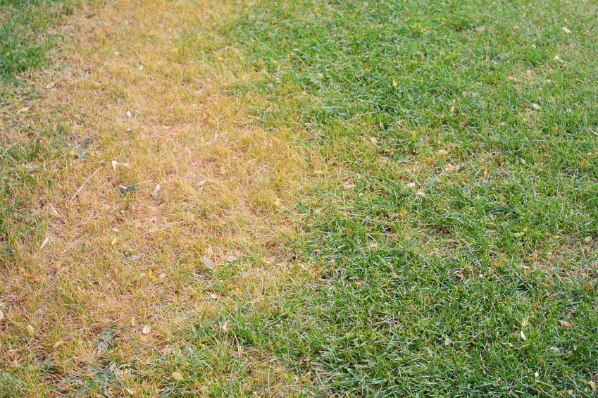 Brown Spot, Rust and Fairy Ring: Can Your Lawn Survive the Onslaught ...