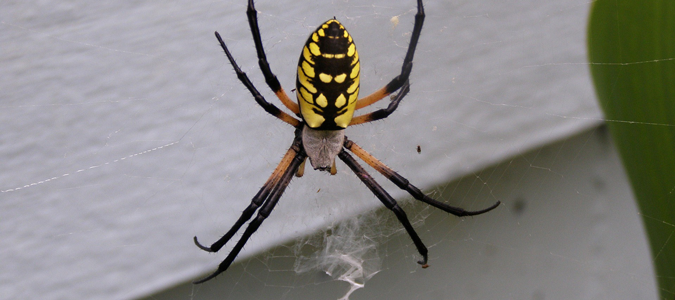 Blog - Is It Dangerous To Have Wolf Spiders Around My Fort Worth Property?
