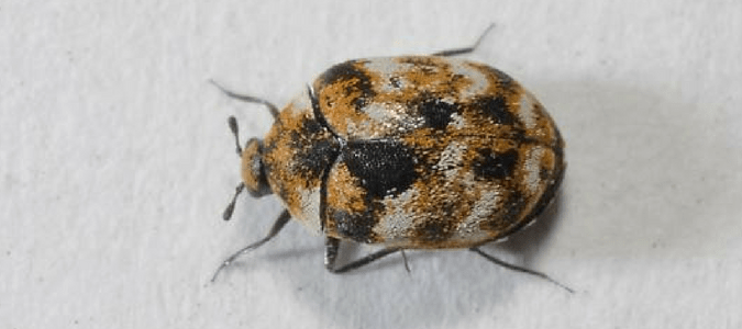 Handling A Carpet Beetle Infestation And Having Carpet Mites Abc Blog