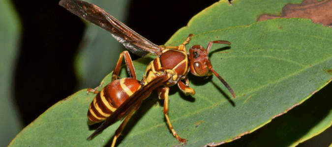 Orange Wasp Mahogany Wasp Red Wasp Nest Facts Abc Blog