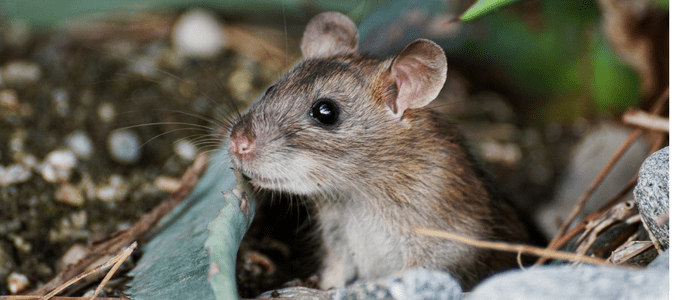 Rats Vs Mice Which Pest Is Invading Your Home Abc Blog