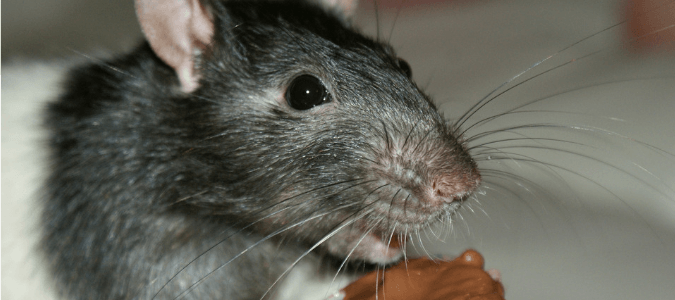 https://www.abchomeandcommercial.com/blog/wp-content/uploads/2018/10/What-attracts-rats-to-your-house.png