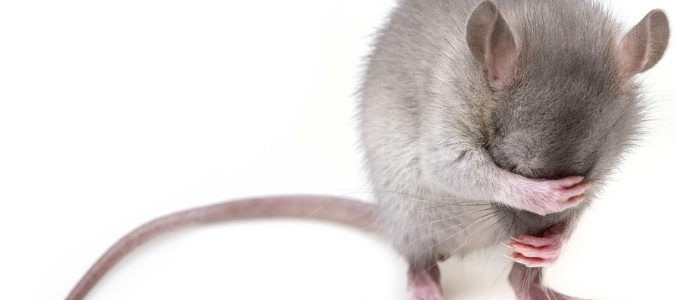 Poisonous Rats Have A Secret, Softer Side To Their Personality : NPR