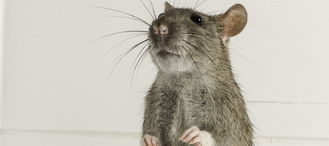 All The Ways Rodents Can Make Trouble For Houston Homeowners