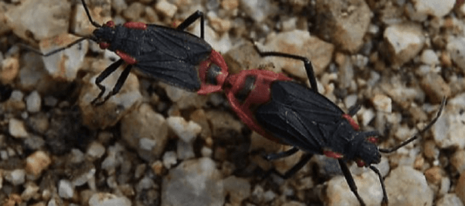 Seeing Red and Black Bugs? - UF/IFAS Extension Pinellas County