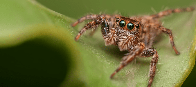Dangerous spiders in Florida