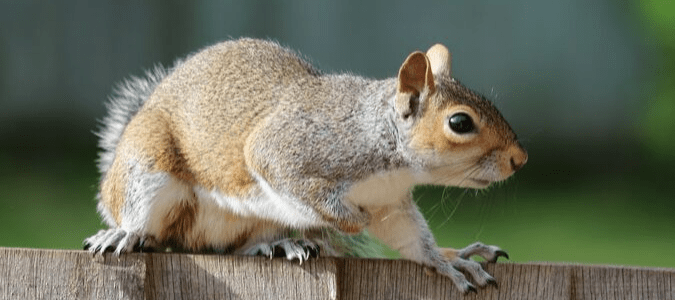 How to Kill Squirrels - Does Poison Work?