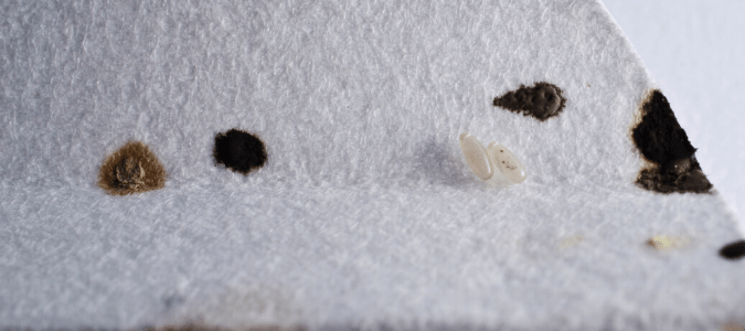 bed bug feces on mattress