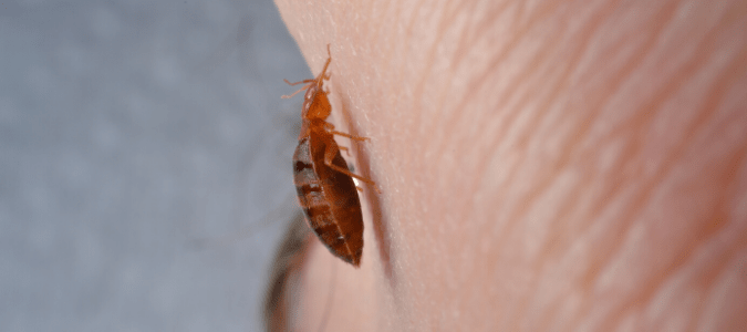can bed bugs live on inflatable mattresses