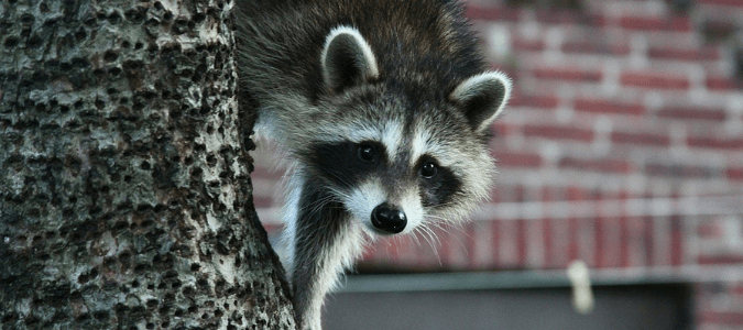 raccoon attacking people