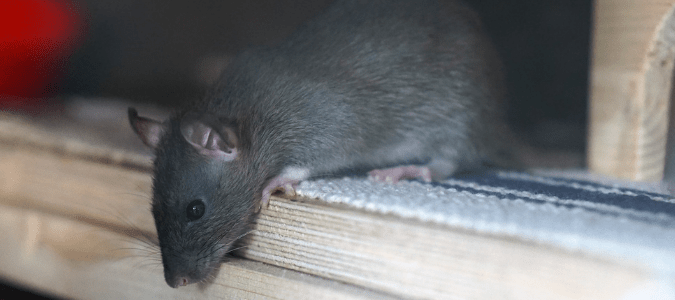 How to Get Rid of Mice When Traps Don't Work