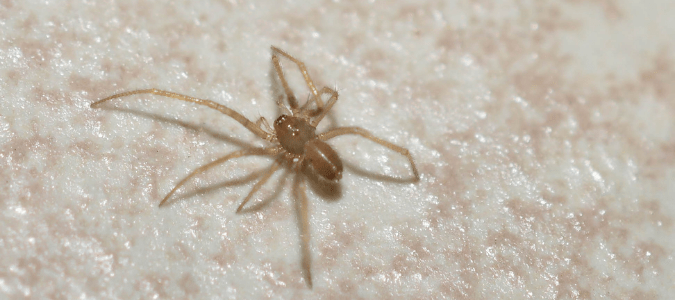 Spider Identification